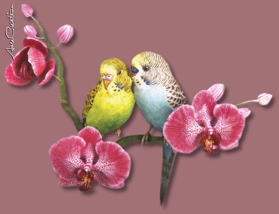 красивые Анимашки Любовь у птиц