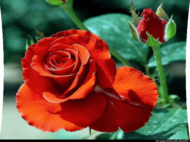 красивые Анимашки Розы