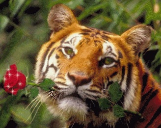 красивые Анимашки Тигр