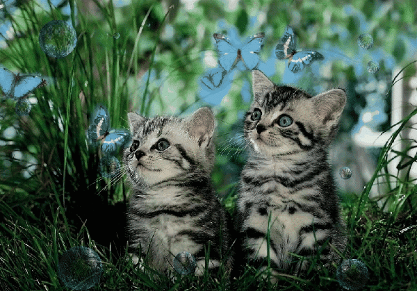 красивые Анимашки Кошки