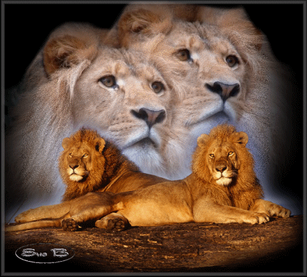 красивые Анимашки Львы