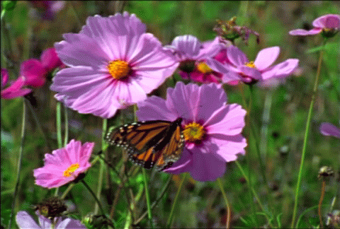 красивые Анимашки Бабочки