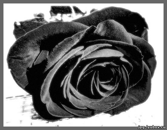 красивые Картинки Розы чёрные