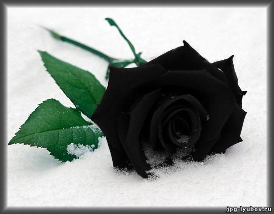 красивые Картинки Розы чёрные