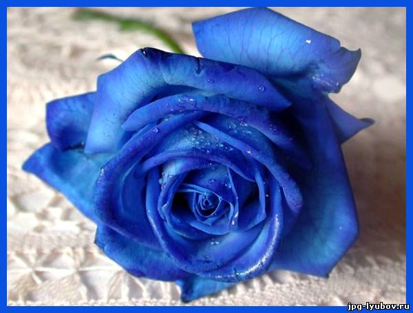 красивые Картинки Розы синие