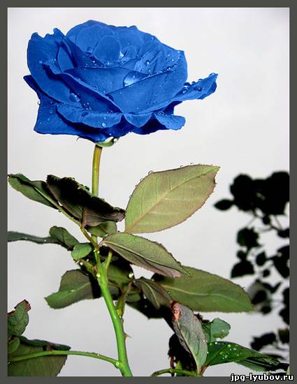 красивые Картинки Розы синие