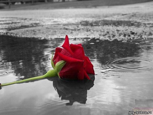 Одинокая красная роза лежит на земле в луже воды