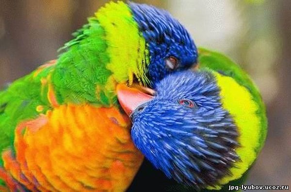 красивые Картинки Любовь у птиц