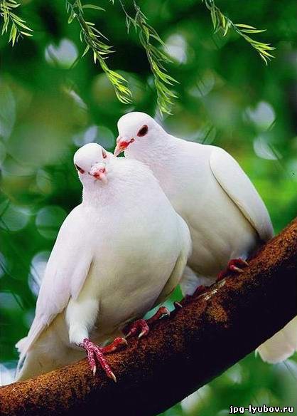 красивые Картинки Любовь у птиц