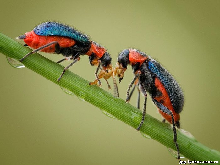 красивые Картинки Любовь у насекомых