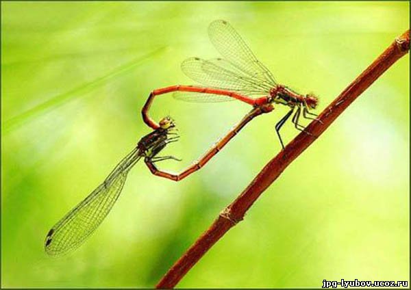 красивые Картинки Любовь у насекомых