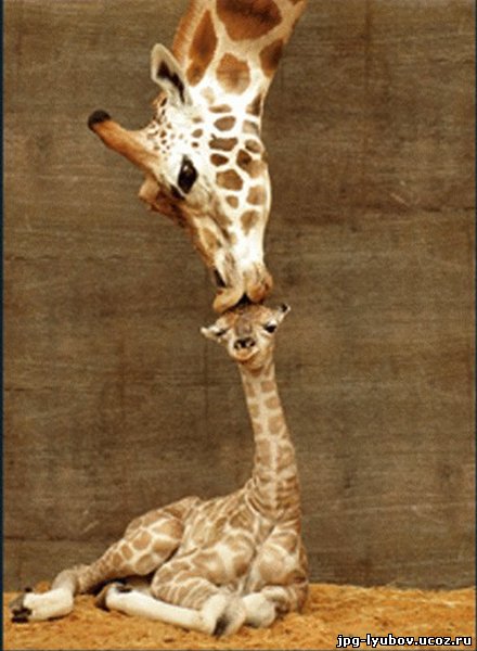красивые Картинки Любовь у животных