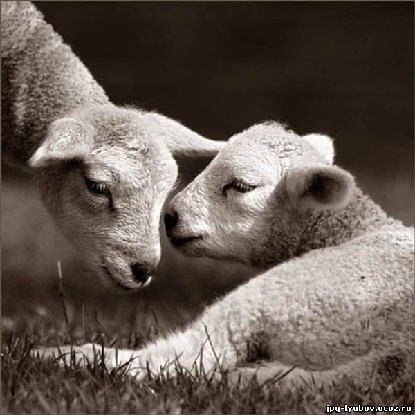 красивые Картинки Любовь у животных