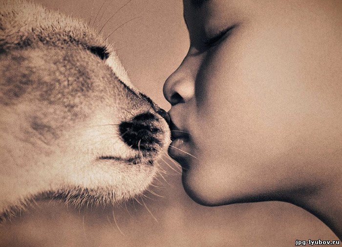 красивые Картинки Любовь к животным